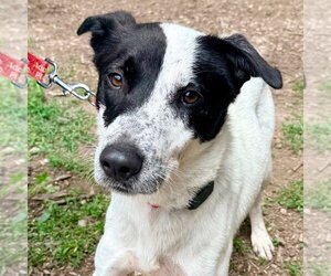 Retriever -Unknown Mix Dogs for adoption in Canton, CT, USA