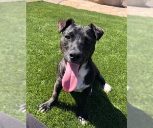 Australian Kelpie-Unknown Mix Dogs for adoption in San Diego, CA, USA