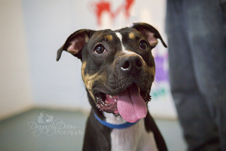 Boxer Dogs for adoption in Waynesboro, PA, USA