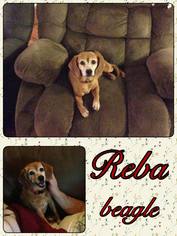 Beagle Dogs for adoption in Franklinton, LA, USA