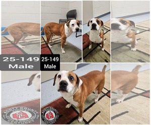 American Pit Bull Terrier-Beagle Mix Dogs for adoption in Georgetown, KY, USA