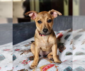 Beagle-Unknown Mix Dogs for adoption in Alexander, AR, USA