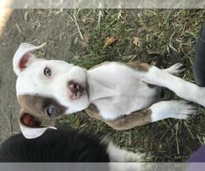 American Pit Bull Terrier Dogs for adoption in Columbus, IN, USA