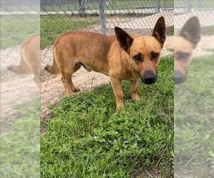 Cardigan Welsh Corgi-Unknown Mix Dogs for adoption in Conroe, TX, USA