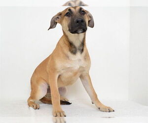 German Shepherd Dog-Unknown Mix Dogs for adoption in Oroville, CA, USA