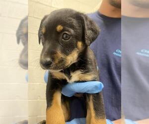 Rottweiler-Unknown Mix Dogs for adoption in Chula Vista, CA, USA