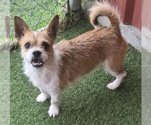 Cairn Terrier-Unknown Mix Dogs for adoption in Carrollton, TX, USA