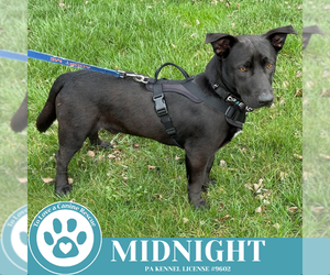 Labrador Retriever-Pembroke Welsh Corgi Mix Dogs for adoption in Kimberton, PA, USA