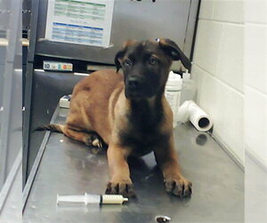 German Shepherd Dog Dogs for adoption in Fayetteville, NC, USA
