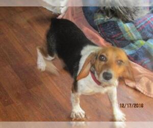 Beagle Dogs for adoption in Rutherfordton, NC, USA