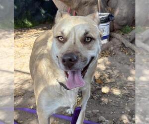 German Shepherd Dog-Unknown Mix Dogs for adoption in Santa Barbara, CA, USA