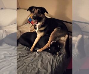 German Shepherd Dog-Unknown Mix Dogs for adoption in Chandler, AZ, USA