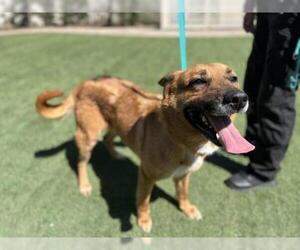 Gerberian Shepsky Dogs for adoption in Corona, CA, USA