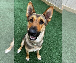 German Shepherd Dog-Unknown Mix Dogs for adoption in New Orleans, LA, USA