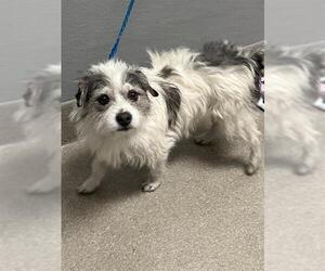 Mutt Dogs for adoption in Las Vegas, NV, USA