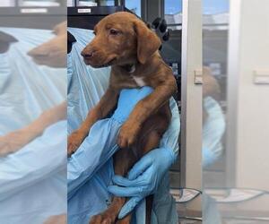 Labrador Retriever-Unknown Mix Dogs for adoption in San Antonio, TX, USA