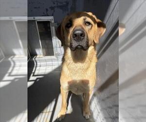 Labrador Retriever-Unknown Mix Dogs for adoption in Tracy, CA, USA