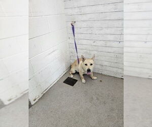 Pembroke Welsh Corgi-Unknown Mix Dogs for adoption in San Bernardino, CA, USA