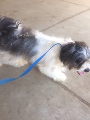 Shih Tzu Dogs for adoption in VACAVILLE, CA, USA