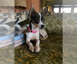 Chihuahua-Unknown Mix Dogs for adoption in Minneapolis, MN, USA