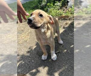 Labrador Retriever-Unknown Mix Dogs for adoption in Houston, TX, USA