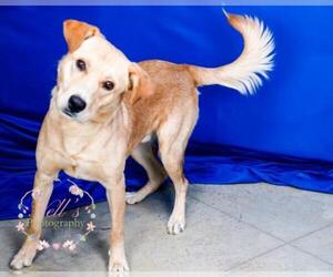 Golden Labrador Dogs for adoption in Tupelo, MS, USA