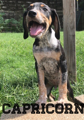 Medium Photo #1 Bluetick Coonhound-Unknown Mix Puppy For Sale in House Springs, MO, USA