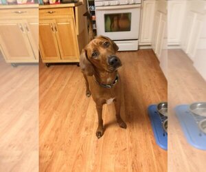 Redbone Coonhound Dogs for adoption in Spring Lake, NJ, USA