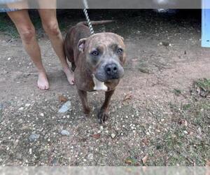 Staffordshire Bull Terrier Dogs for adoption in Conroe, TX, USA