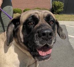 Mastiff Dogs for adoption in West Columbia, SC, USA