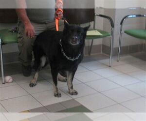 German Shepherd Dog Dogs for adoption in Derwood, MD, USA