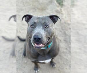 American Pit Bull Terrier Dogs for adoption in Santa Maria, CA, USA