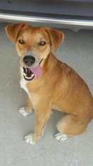 Beagle-Unknown Mix Dogs for adoption in Brookhaven, MS, USA