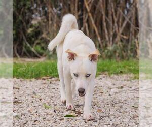 Labrador Retriever Dogs for adoption in Waco, TX, USA