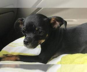 Chihuahua-Unknown Mix Dogs for adoption in Johnson City, TN, USA