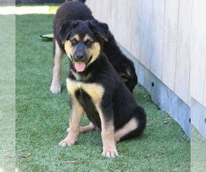 German Shepherd Dog-Unknown Mix Dogs for adoption in San Diego, CA, USA