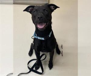 Boxador Dogs for adoption in Center Township, PA, USA