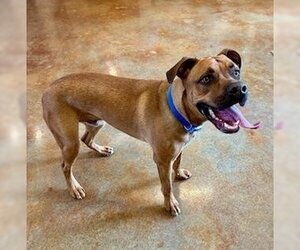 Boxer-Cane Corso Mix Dogs for adoption in Mountain View, AR, USA
