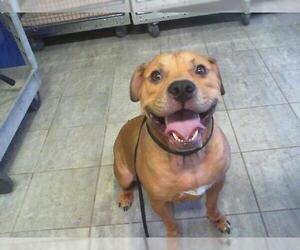 Rottweiler-American Pit Bull Terrier Dogs for adoption in Grand Prairie, TX, USA