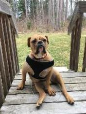 Bull-Boxer Dogs for adoption in Newcastle, Ontario, Canada
