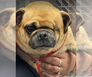 Pug-Unknown Mix Dogs for adoption in Cranston, RI, USA