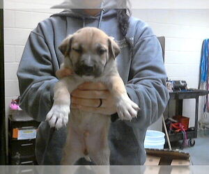 Labrador Retriever-Unknown Mix Dogs for adoption in Fayetteville, NC, USA