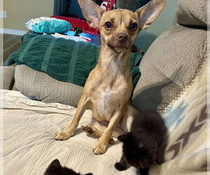 Chihuahua Dogs for adoption in Oak Bluffs, MA, USA