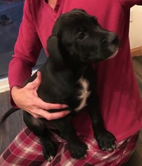 Medium Photo #1 Labrador Retriever-Unknown Mix Puppy For Sale in Wheaton, IL, USA