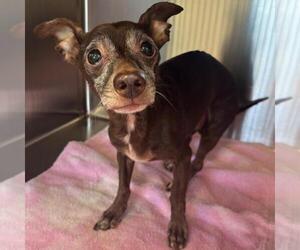 Chiweenie Dogs for adoption in Salisbury, NC, USA