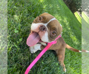Bulldog-Unknown Mix Dogs for adoption in Chico, CA, USA