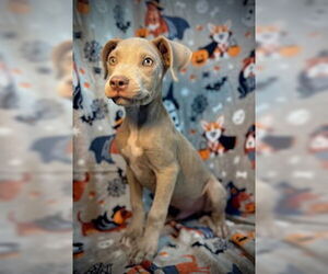 American Pit Bull Terrier Dogs for adoption in Pleasanton, TX, USA