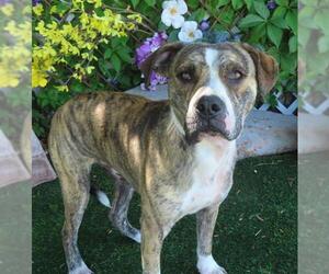 American Pit Bull Terrier-Unknown Mix Dogs for adoption in Oklahoma City, OK, USA