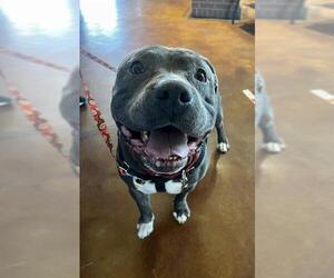 American Pit Bull Terrier Dogs for adoption in Louisville, KY, USA