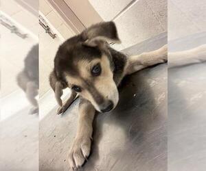 Labrador Retriever-Unknown Mix Dogs for adoption in Conroe, TX, USA